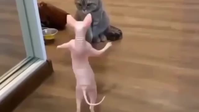Funny Cats
