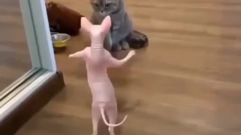 Funny Cats