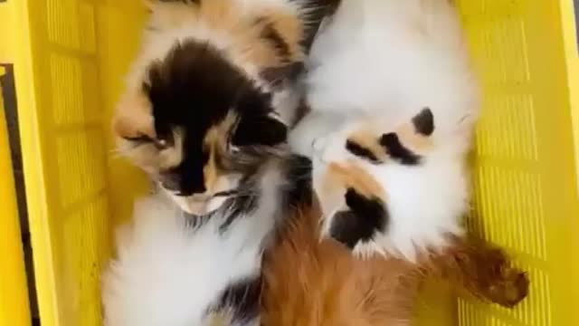 Cute cats