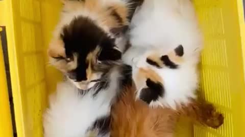 Cute cats