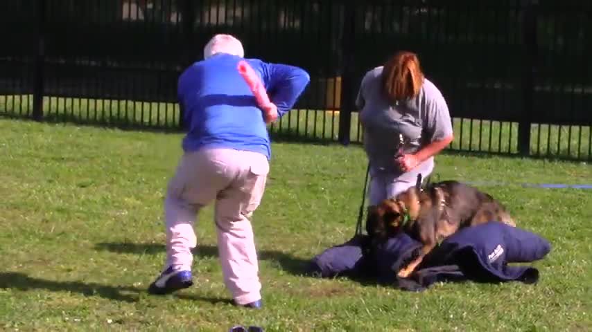 How to train your dog to guard and protect people and property