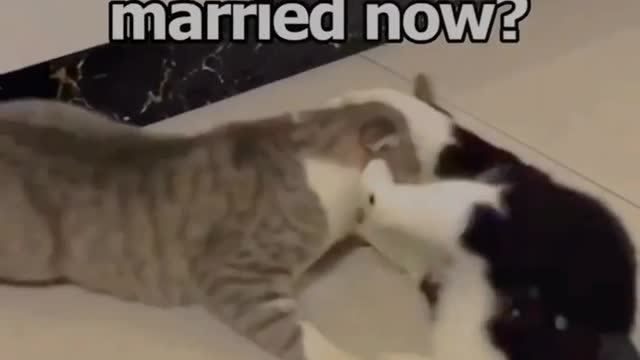love in air purrr