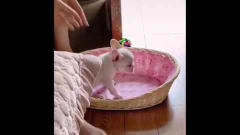 Funny animal videos 🤣🤣🤣