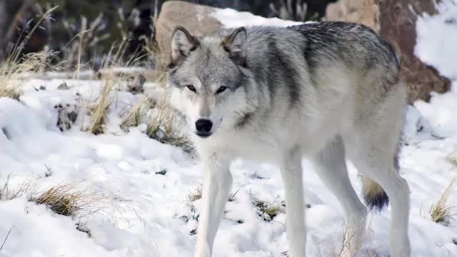 Could Gray Wolves Survive In Africa Among Lions, Hyenas And Wild Dogs_Cut.mp4