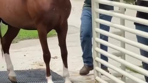 caballo entrenando