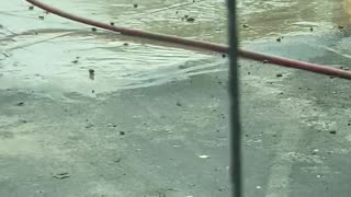 Cicada Swarm Give Worker a Tough Time