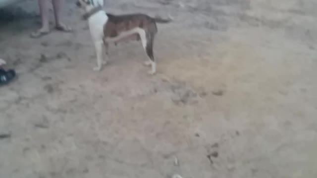 Dog eats fire crackers