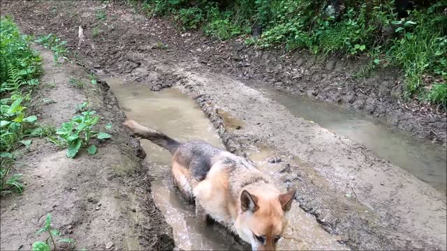 The dog is enjoying the dirty water! Video of dog enjoying dirty water