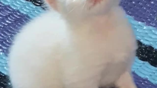 White kitten cute fall