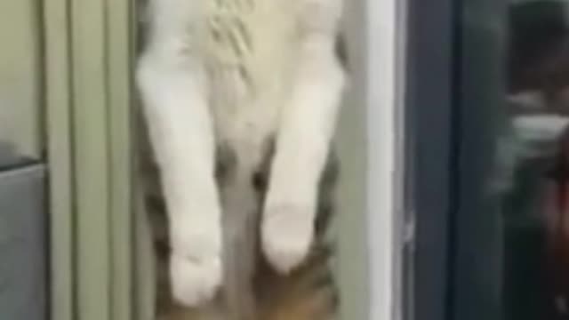 funny cats shocked cat