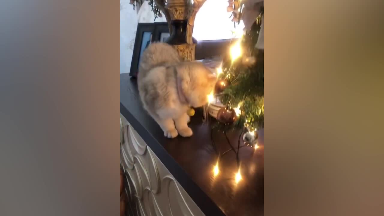 The cat is interested in the new lamp