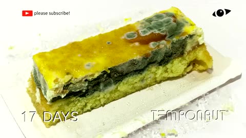 Rotting Cream Cake Timelapse