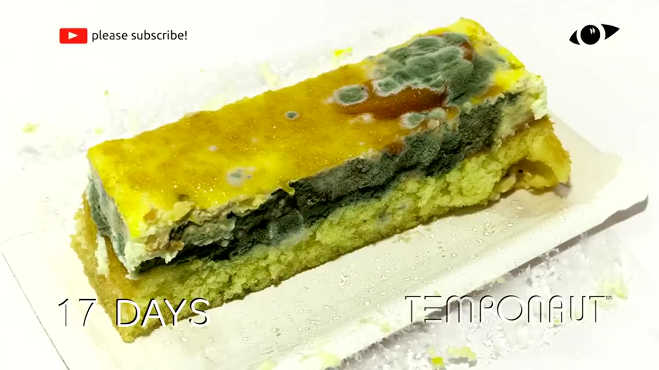 Rotting Cream Cake Timelapse