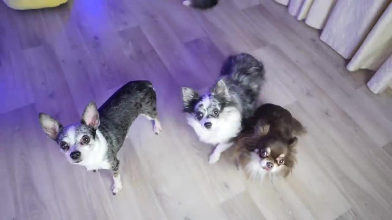 CLIP FOR A MILLION - SING ALONG TO ME - MAGIC PETS SING