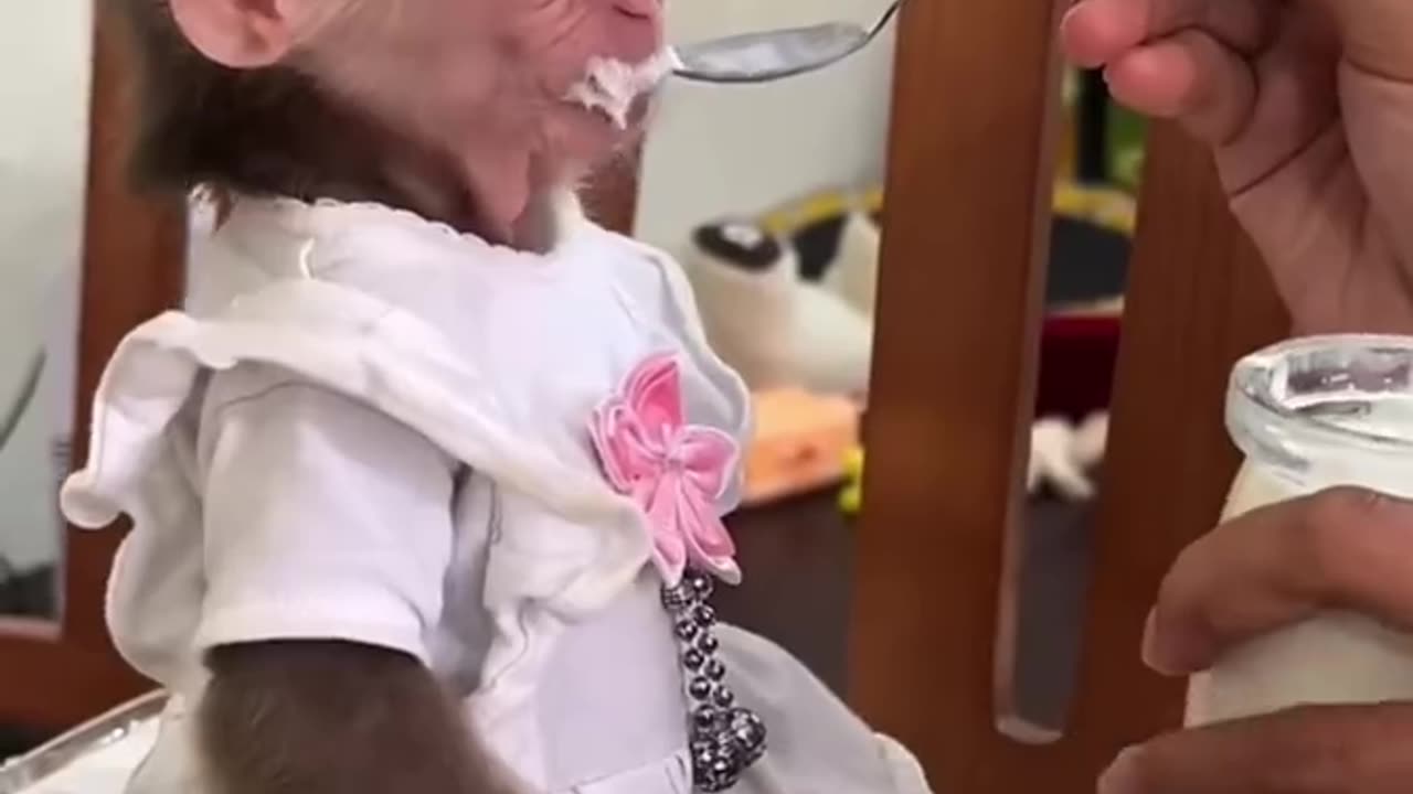 Baby monkey