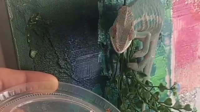 Feeding a domestic chameleon