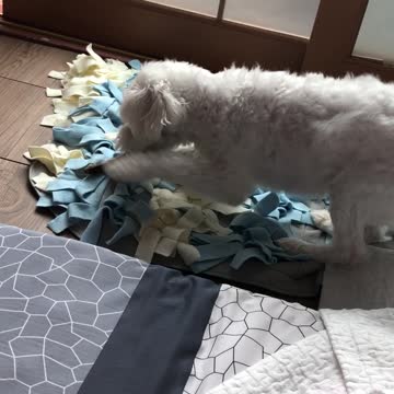 A puppy who doesn't eat snacks and is just playing around