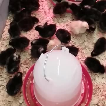 Baby Chicks are Too Cute