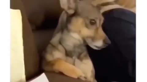 Please this dog is soo awkward