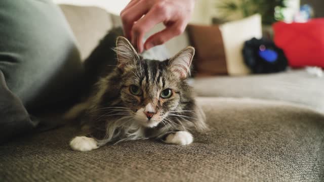 Wow a very cute and calm cat who wants one like her