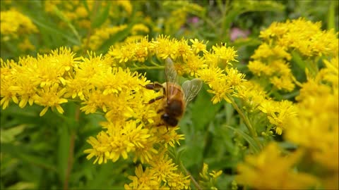 A yellow bee feeding itself