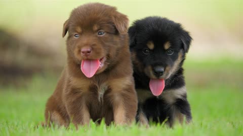 Cute Puppy Black Dogs Funny Animals Dogs Video