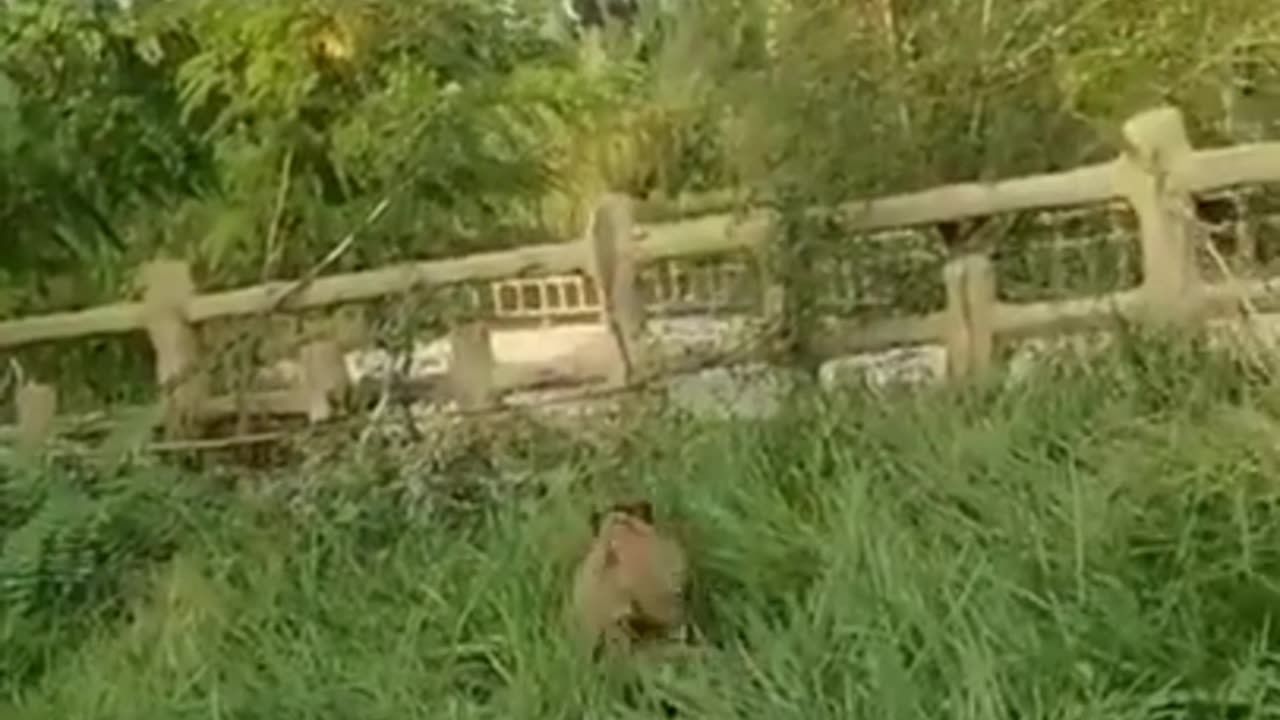 Funny Animal Video