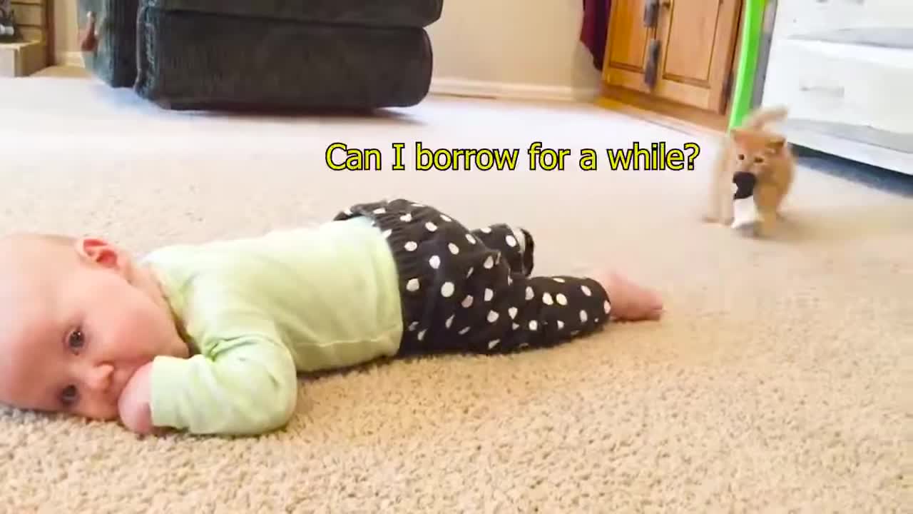 Baby funny video with animals :)