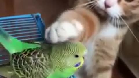 Affectionate kitten