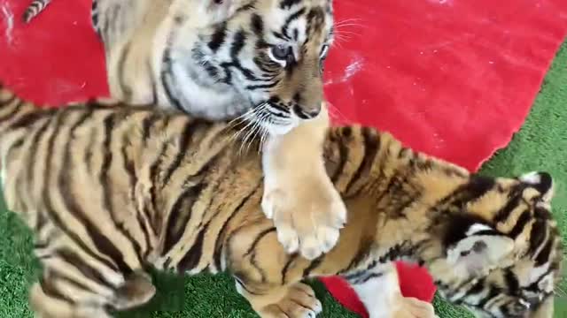 Cute little tiger