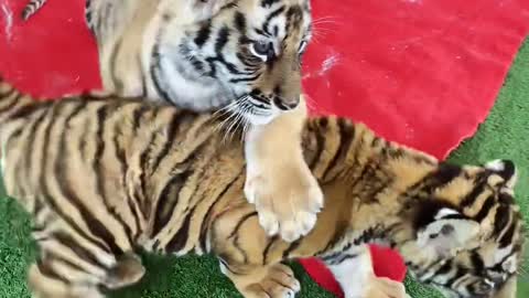 Cute little tiger