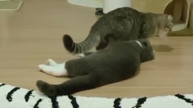 sly kittens