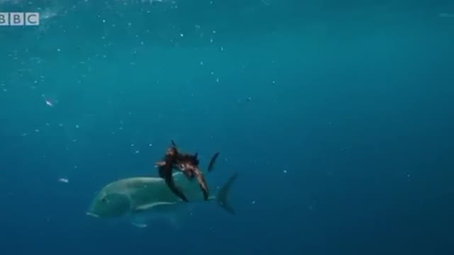 Birds vs Fish