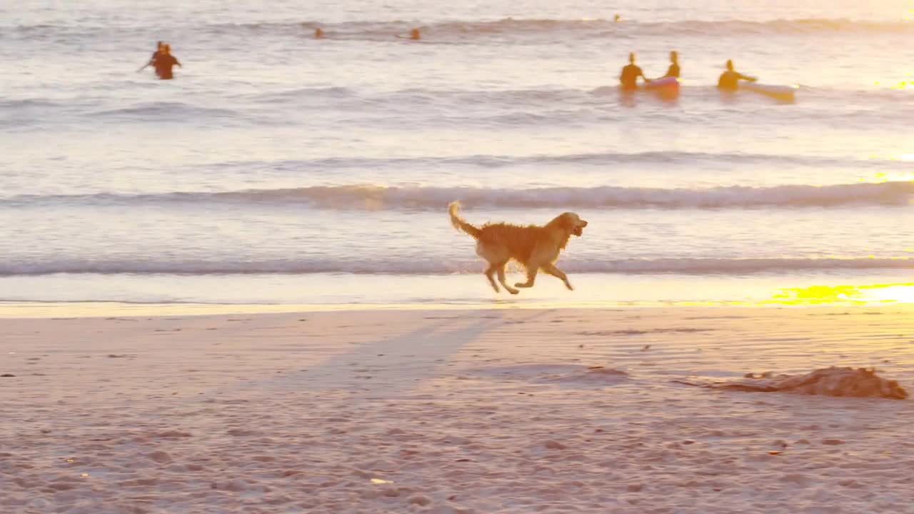 Dog running on sandy beach in slow motion having fun at sunset