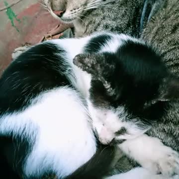 Meet MUKGU the Cat's Moustache | Chill time