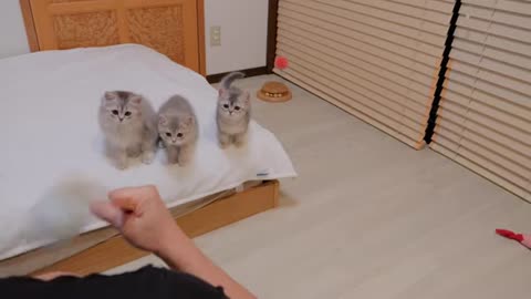 This kitten is so cute that it jumps at its owner because it's worried about him