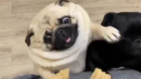 Funny Pugs Fighting for bite. 😂