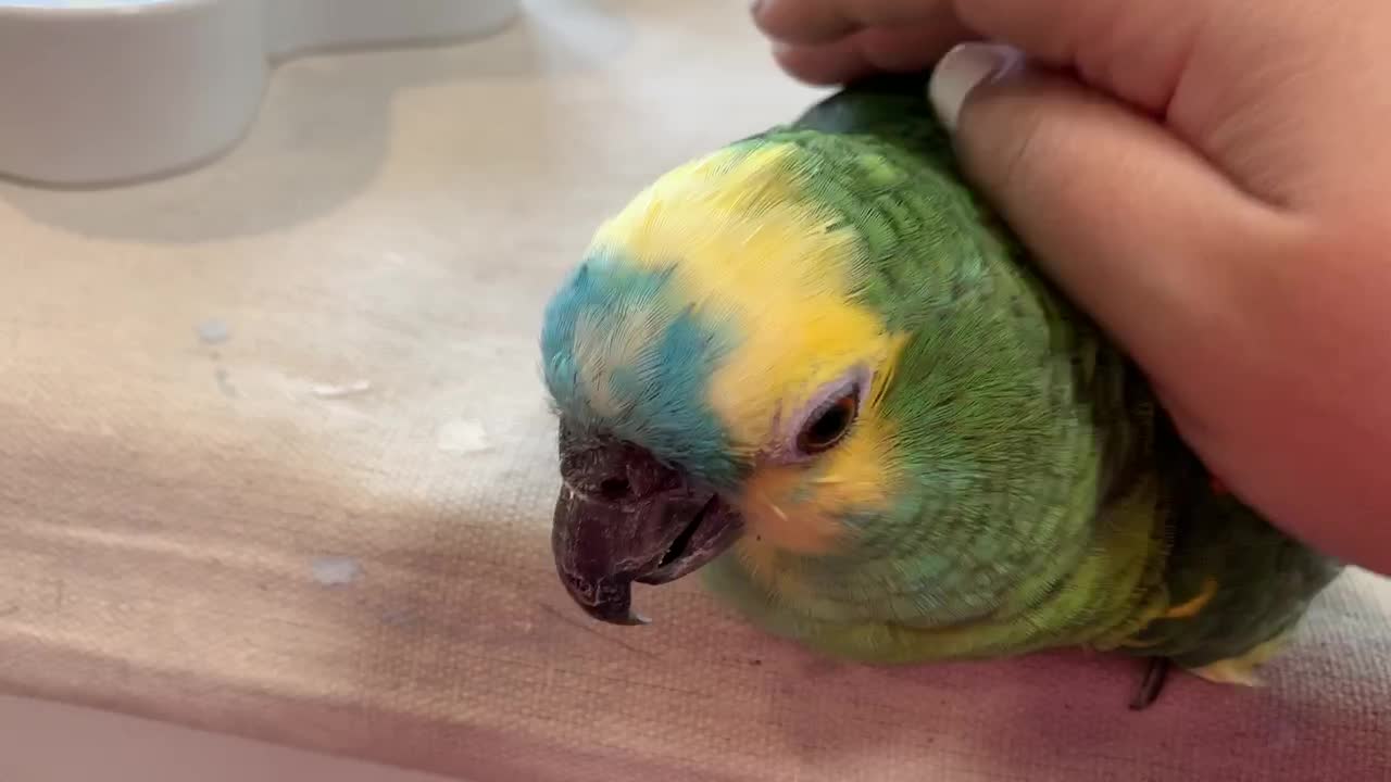 Is the parrot enjoying or panicking?