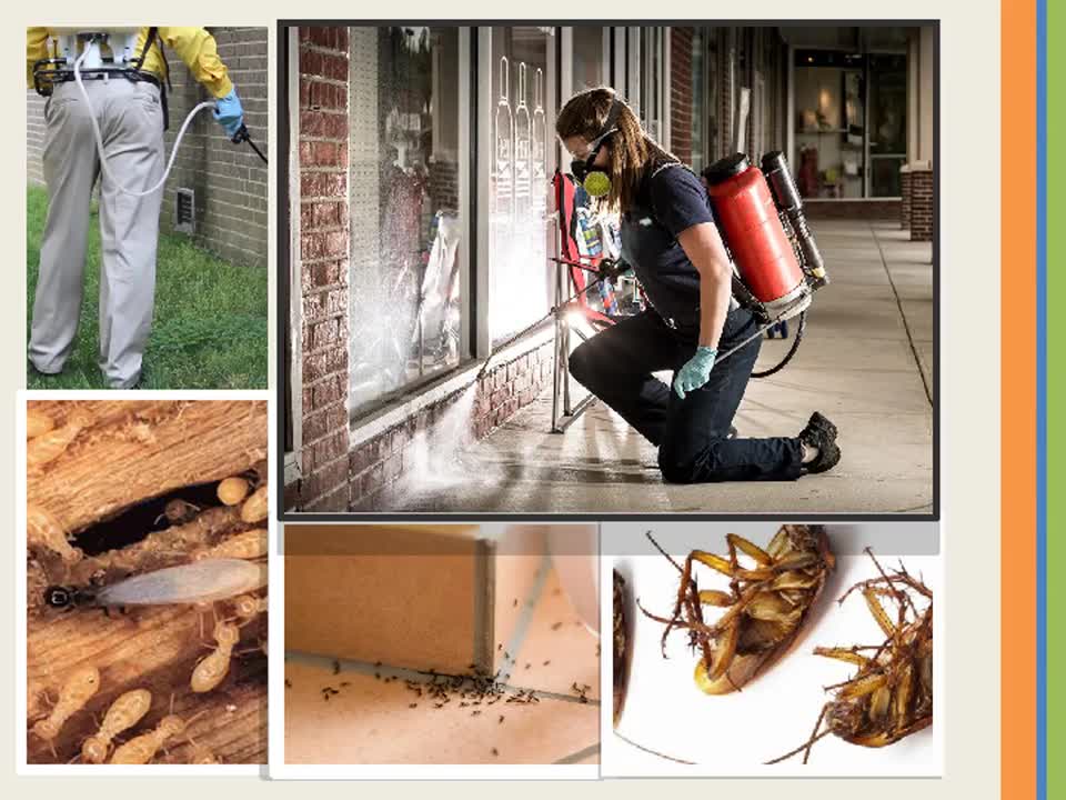 Termite Extermination Brisbane