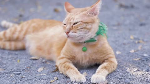 Cute Domestic Cat Lying On Grounds. Thai Orange And White Cat