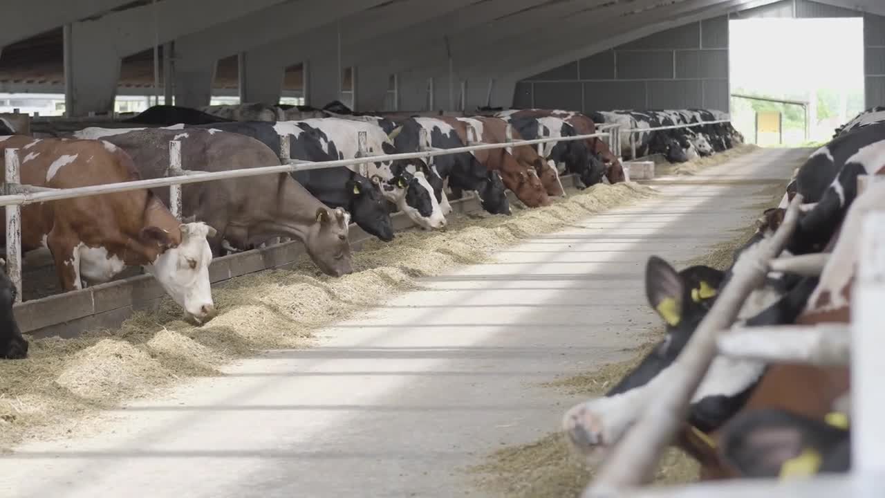 Close up cow feeding on milk farm. Cow on dairy farm eating hay