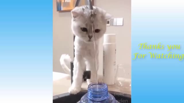 Funny cats best video, Cat video, best funny cats