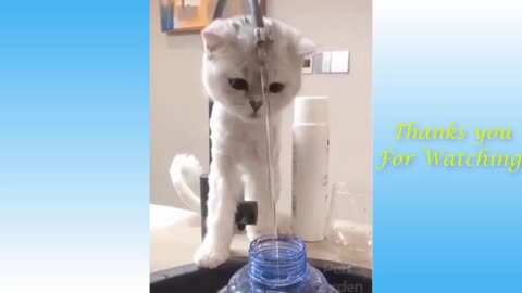 Funny cats best video, Cat video, best funny cats