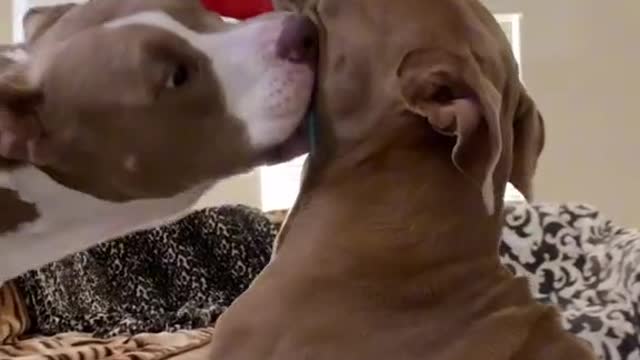 Doggos doing things