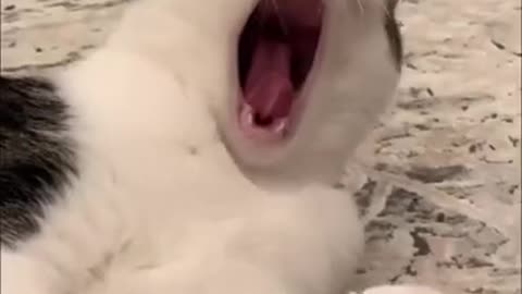 top funny cats videos