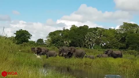 Elephant Save Baby Elephant From Crocodile