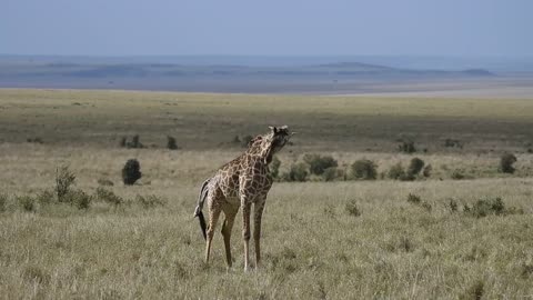 a giraffe alone in the meadow