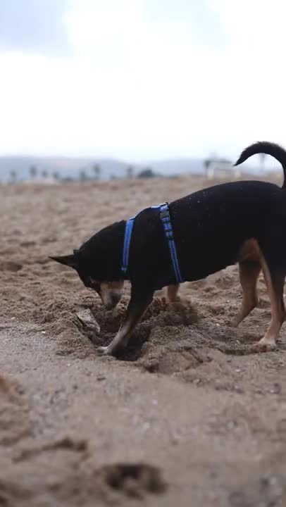 Javrun #shorts #javrun