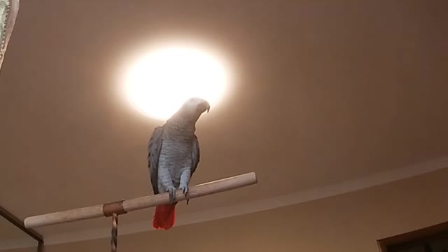 Singing bird