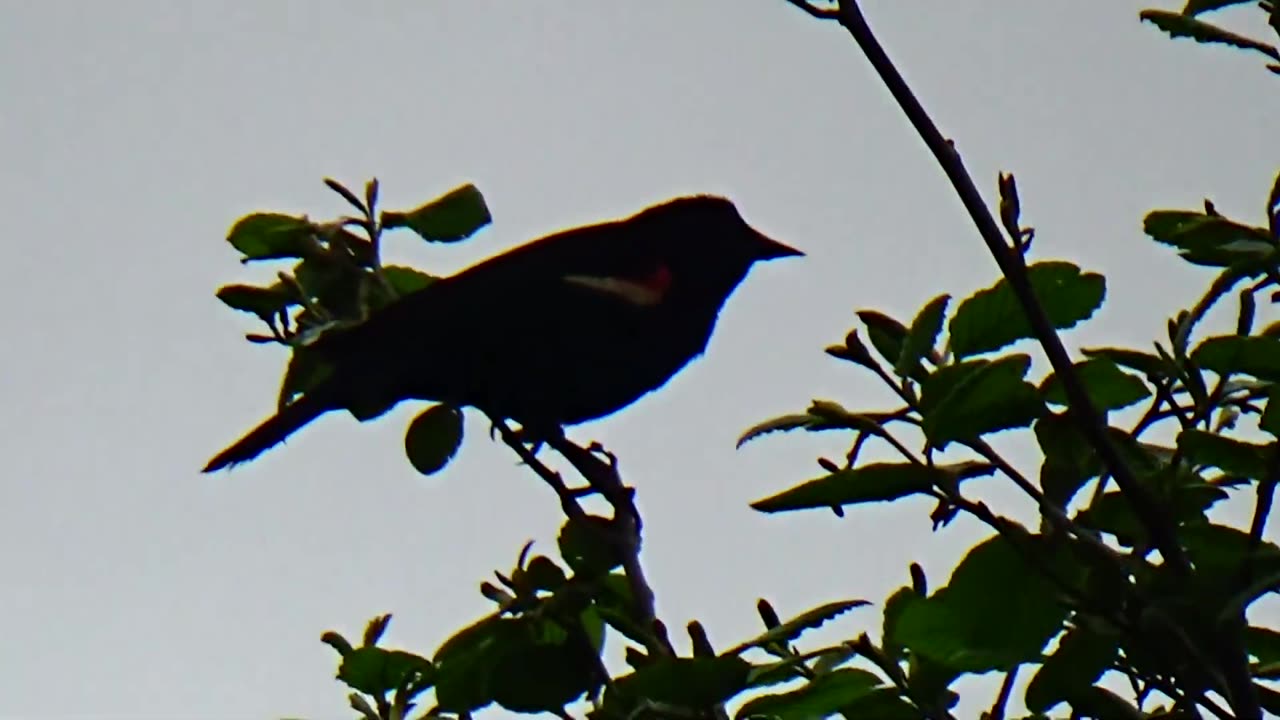 Red-winged blackbird